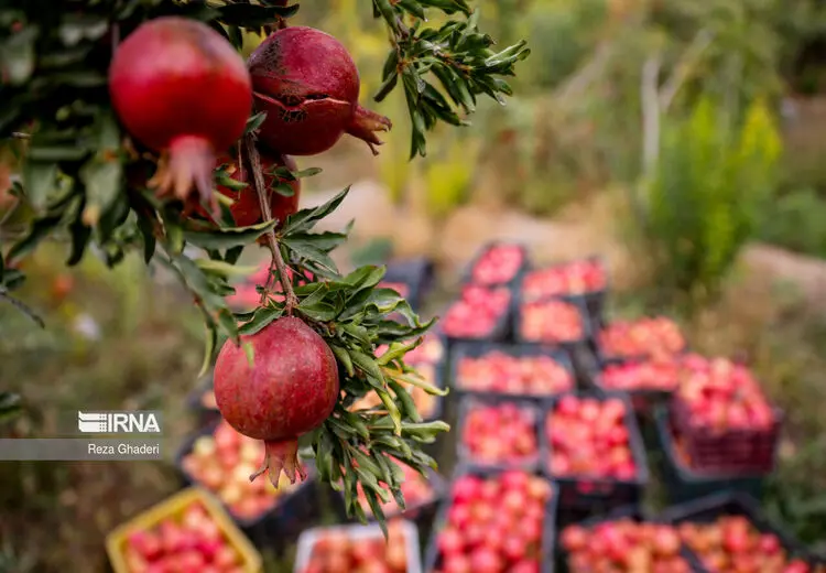 انارهای فاروق