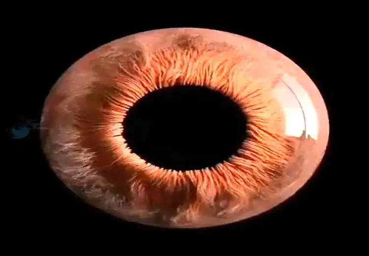 فیلمی فوق العاده از چشم انسان زیر میکروسکوپ