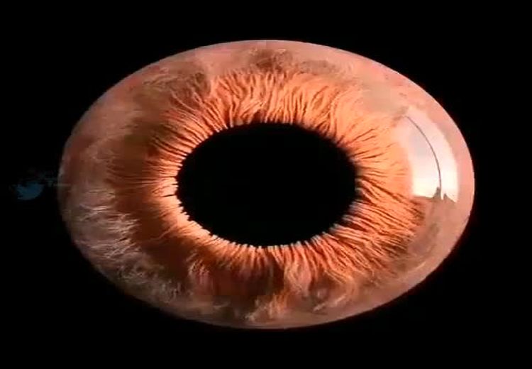 فیلمی فوق العاده از چشم انسان زیر میکروسکوپ