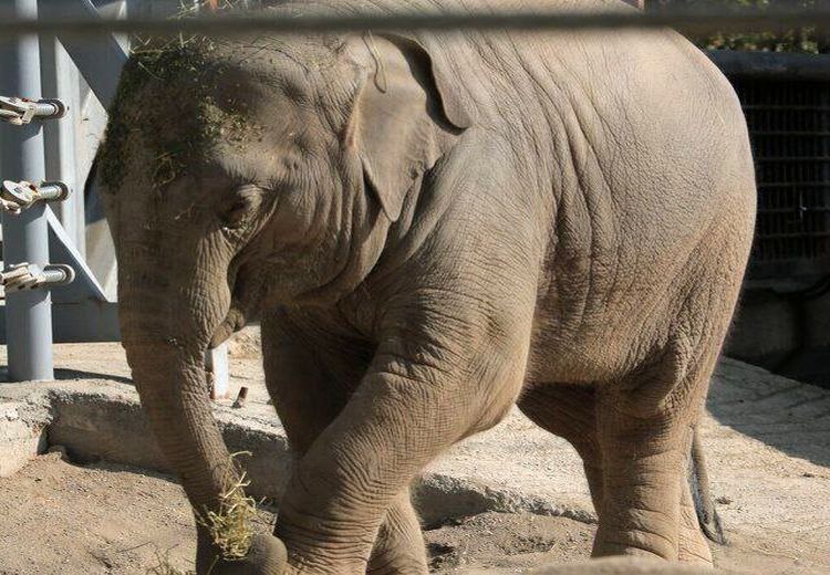 آخرین وضعیت تنها بچه فیل باغ وحش ارم 