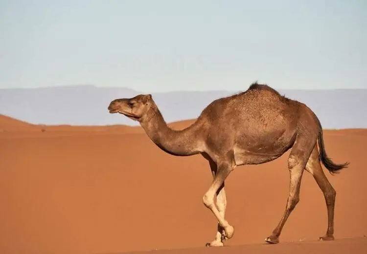 دعوای بامزه بز کوهی با دو شتر بر سر غذا