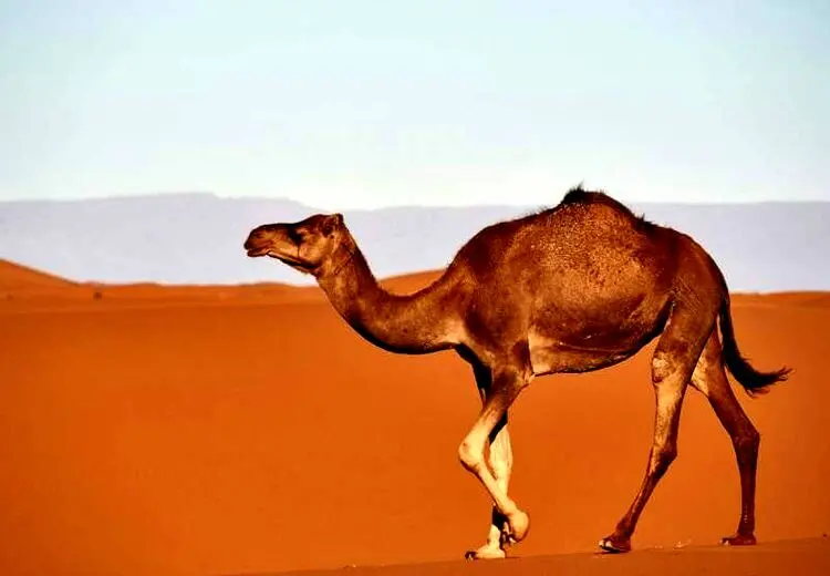 دعوای بامزه بز کوهی با دو شتر بر سر غذا