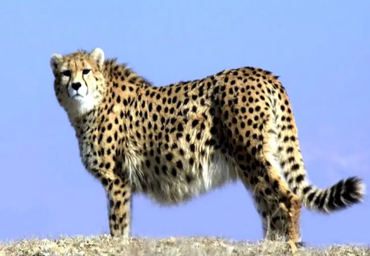 " ایران " باردار نیست!