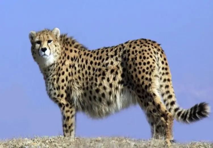 " ایران " باردار نیست!