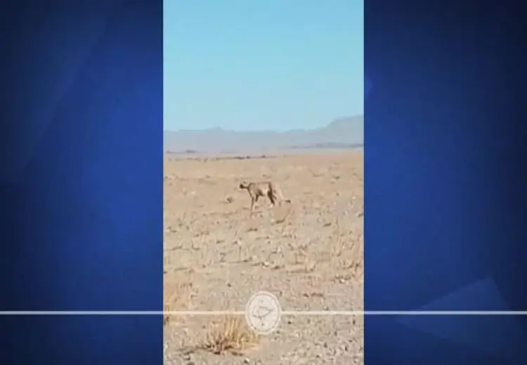 مشاهده یک قلاده یوزپلنگ در حوالی یک روستا در میامی