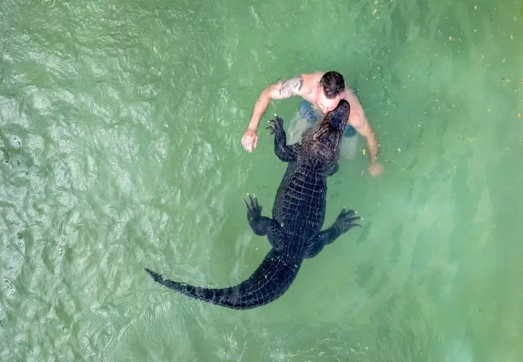 شنا با تمساح!