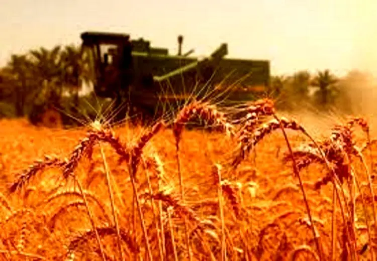 واریز ۲۸.۵ همت به حساب گندم‌کاران
