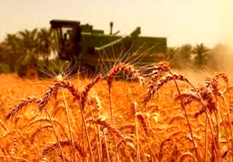 واریز ۲۸.۵ همت به حساب گندم‌کاران