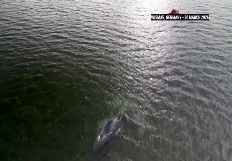 تصاویری از پایان یک ماه تلاش بی‌نتیجه برای سفر نهنگ به دریای آزاد