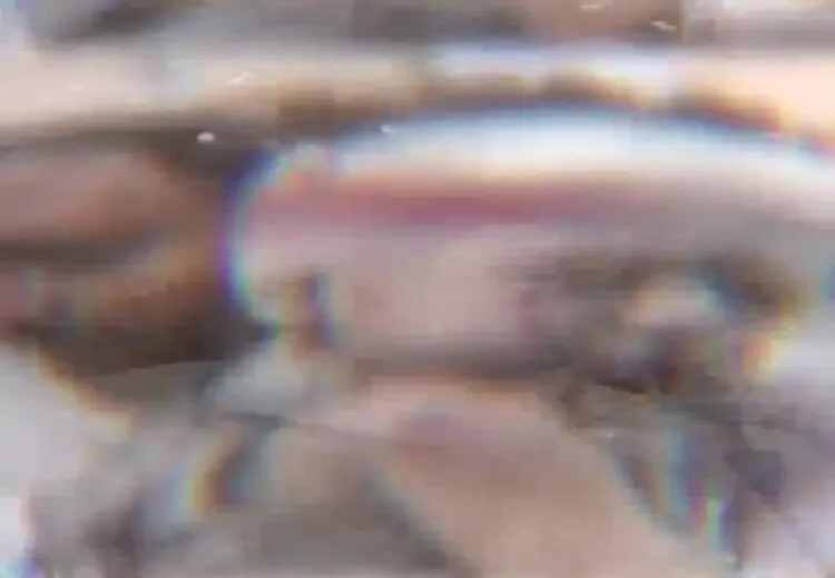 ترانه شروین حاجی پور برای کودکان غزه