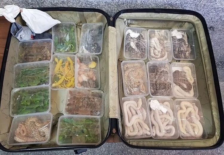 کشف مار و مارمولک در چمدان مسافر فرودگاه امام خمینی + عکس