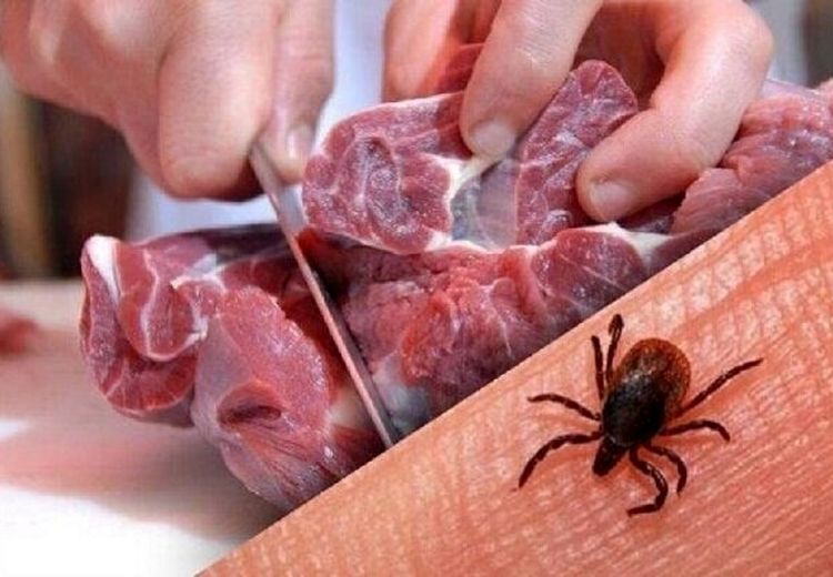 این گروه‌ها در خطر ابتلا به تب کنگو هستند