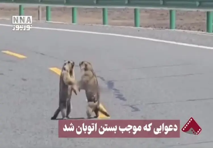 تصاویری از دعوایی که موجب بستن اتوبان شد!