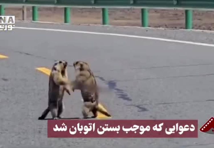 تصاویری از دعوایی که موجب بستن اتوبان شد!
