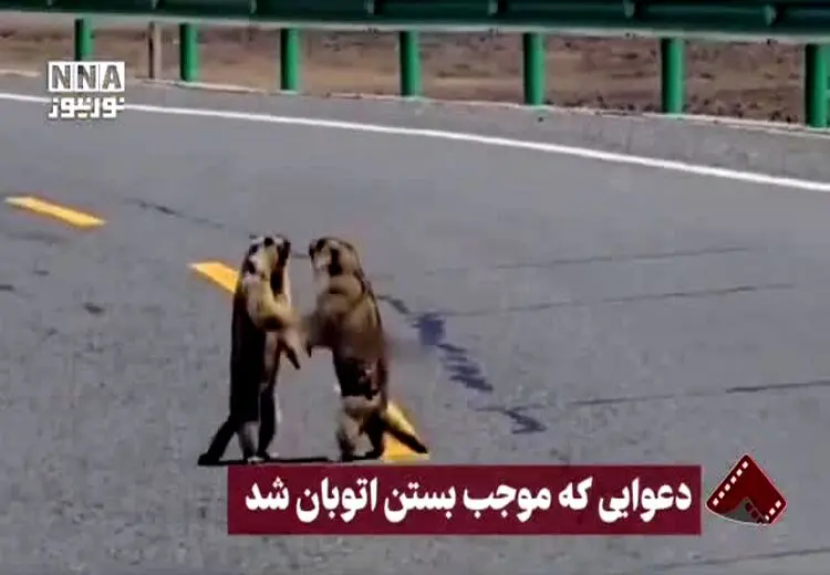 تصاویری از دعوایی که موجب بستن اتوبان شد!