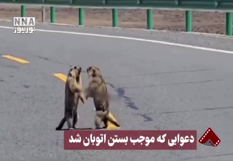 تصاویری از دعوایی که موجب بستن اتوبان شد!