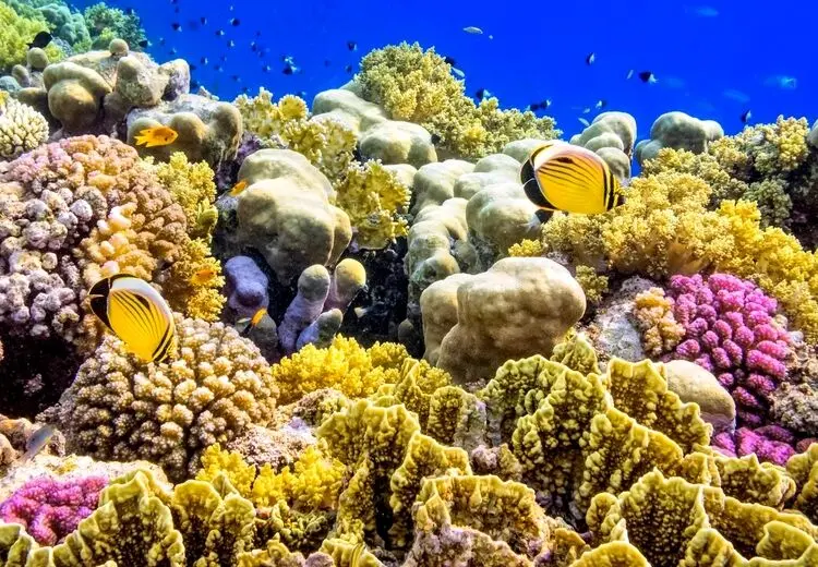 آیا ماهی‌ ها هم می‌‌خوابند؟
