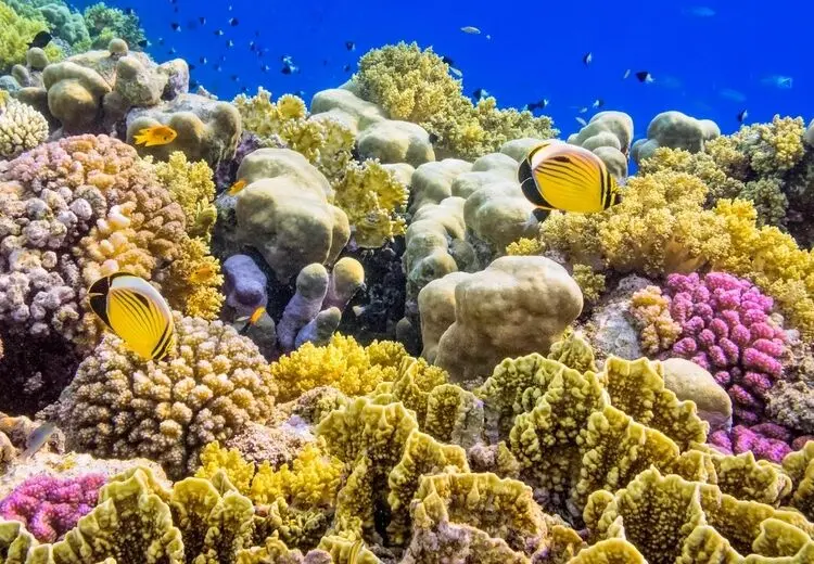 آیا ماهی‌ ها هم می‌‌خوابند؟
