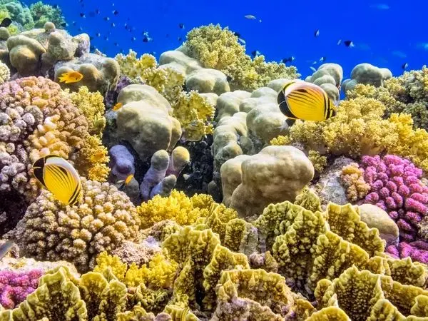 آیا ماهی‌ ها هم می‌‌خوابند؟