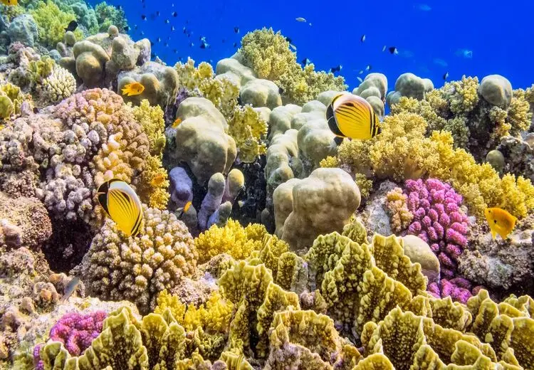 آیا ماهی‌ ها هم می‌‌خوابند؟