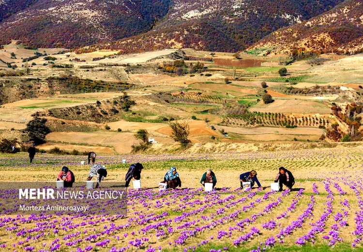 روستای زعفرانی