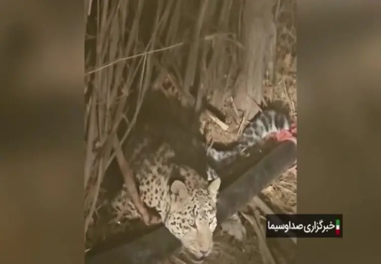 لحظه نجات یک قلاده پلنگ در فیروزکوه
