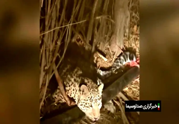 لحظه نجات یک قلاده پلنگ در فیروزکوه