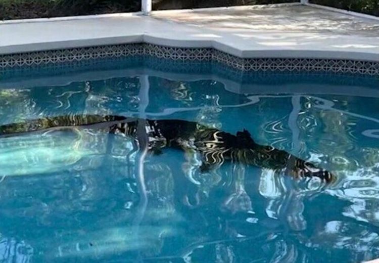 شنای تمساح ۳/۵ متری در استخر خانه‌ای در فلوریدا + عکس