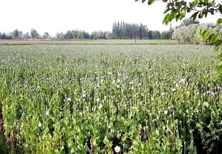 جزییات طرح فوق سری آمریکایی‌ها در افغانستان 
