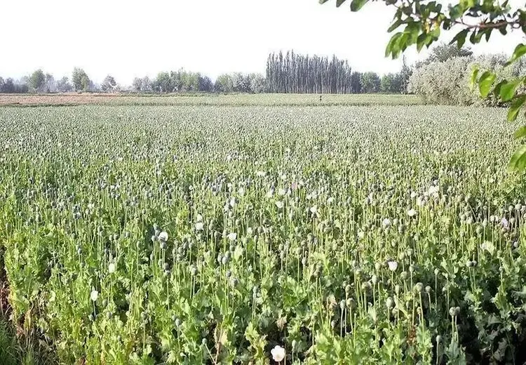 جزییات طرح فوق سری آمریکایی‌ها در افغانستان 