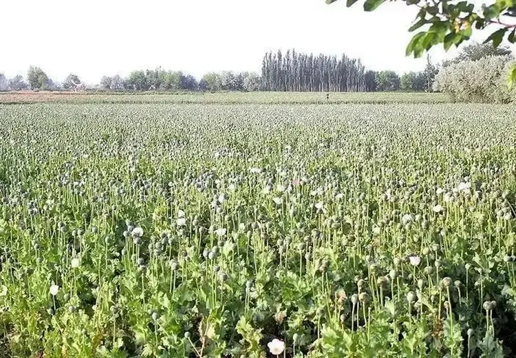 جزییات طرح فوق سری آمریکایی‌ها در افغانستان 