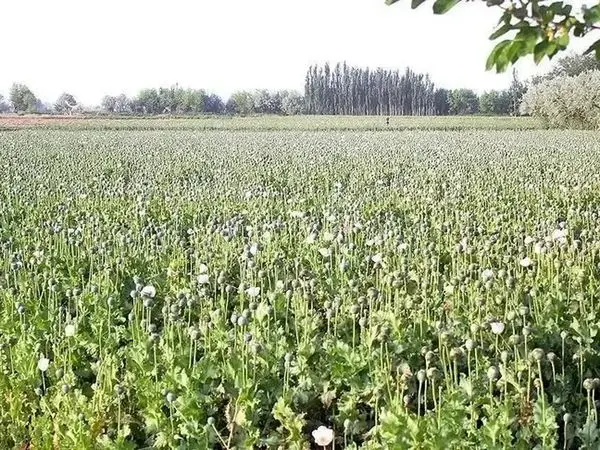 جزییات طرح فوق سری آمریکایی‌ها در افغانستان 