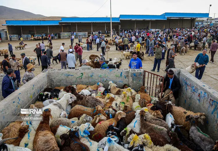 دام زنده باز هم گران شد