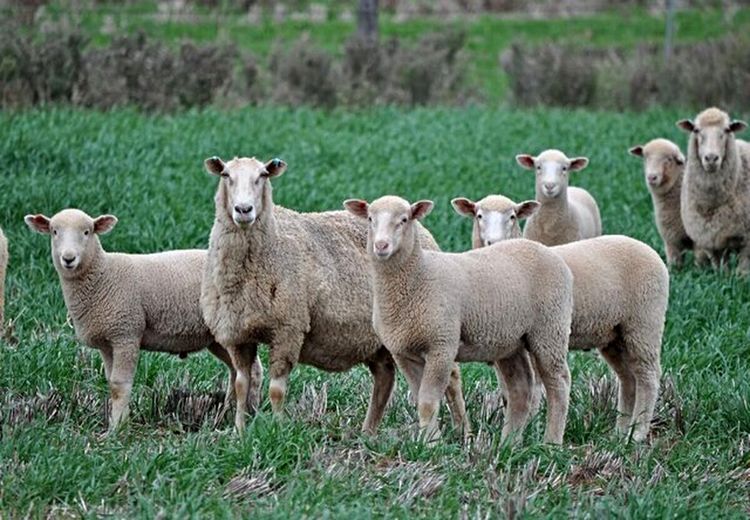 استرالیا گوسفند رایگان می‌دهد!
