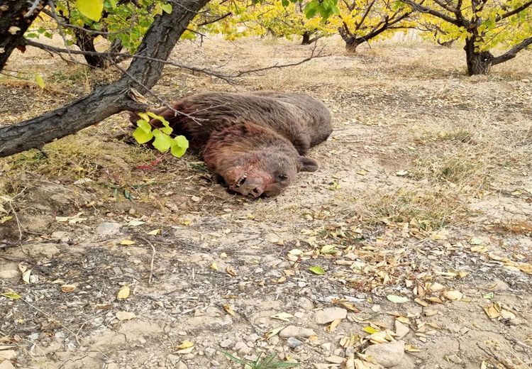 کشتن دو خرس نر در سمنان + عکس دلخراش