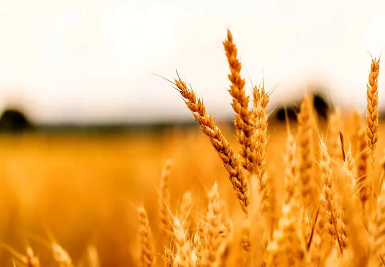 قیمت خرید تضمینی گندم چه زمانی اعلام می‌شود؟