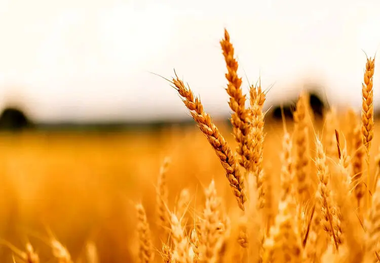 قیمت خرید تضمینی گندم چه زمانی اعلام می‌شود؟