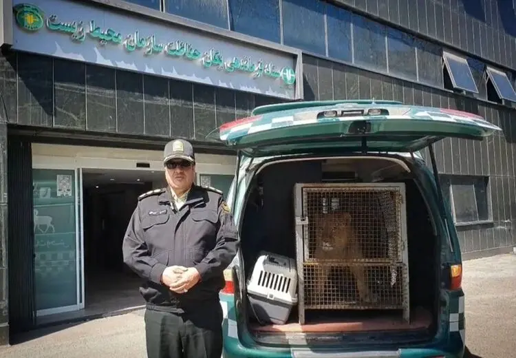 سازمان محیط زیست بالاخره توله شیر معروف را پس گرفت