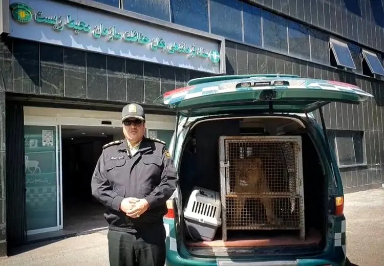 سازمان محیط زیست بالاخره توله شیر معروف را پس گرفت