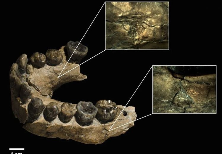 صورت این انسان‌های ۲ میلیون ساله را پلنگ خورده بود + عکس