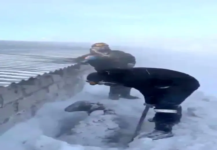 تصاویر نجات گوسفندان گیرافتاده زیر برف ۱ متری 