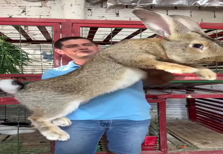 این خرگوش غول پیکر ۱۰ کیلو وزن دارد! (فیلم)