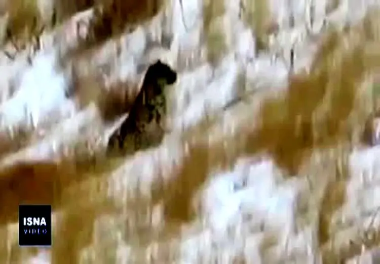 فیلم کشف یک قلاده پلنگ در البرز جنوبی 
