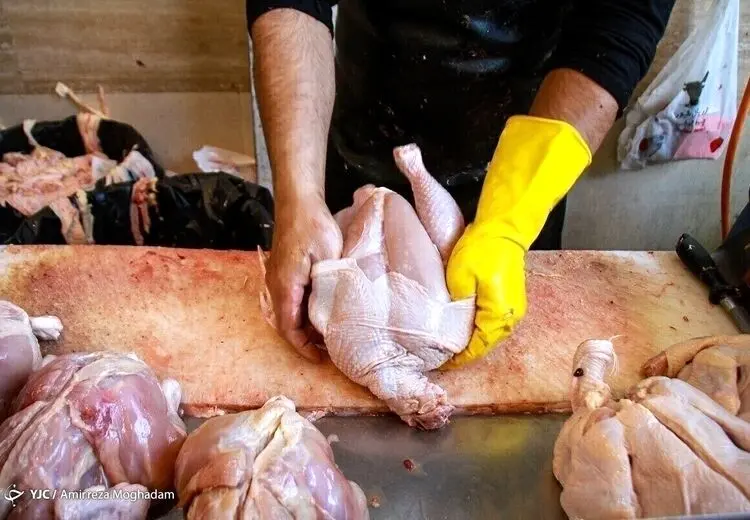 قیمت مرغ عقب نشینی کرد
