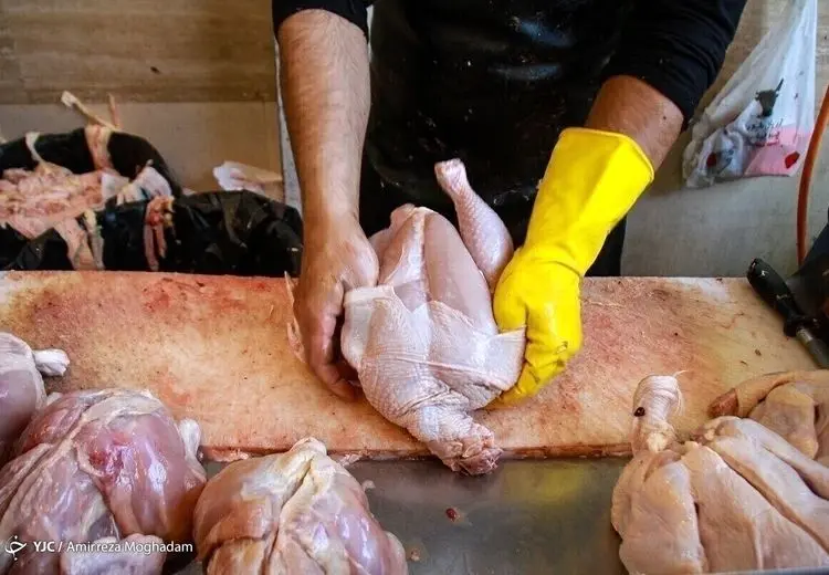 قیمت مرغ عقب نشینی کرد