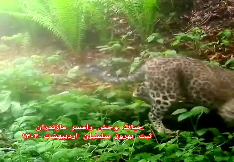مشاهدهٔ پلنگ در جنگل رامسر