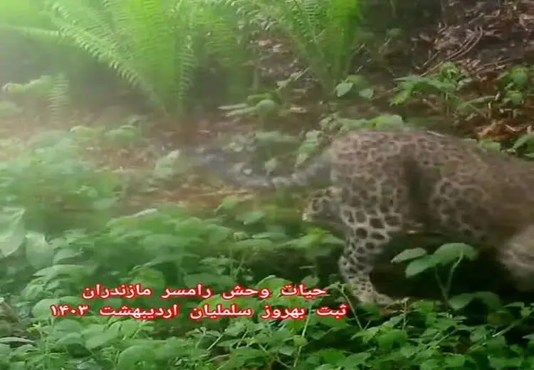 مشاهدهٔ پلنگ در جنگل رامسر