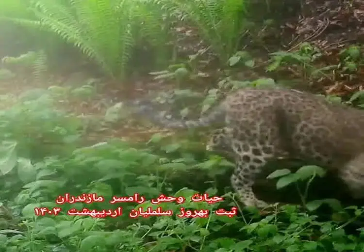 مشاهدهٔ پلنگ در جنگل رامسر
