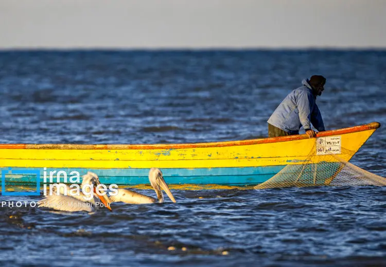 صید ماهی در خزر به روش "پره" 