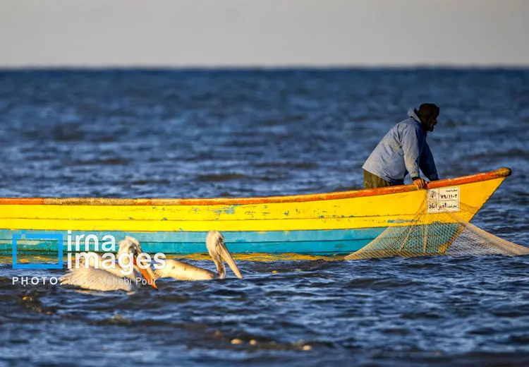 صید ماهی در خزر به روش "پره" 